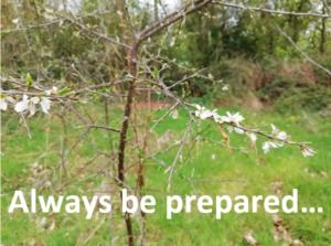 a photo of blackthorn in flower with the caption "Always be prepared..."